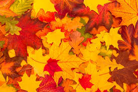 Classical concert guitar