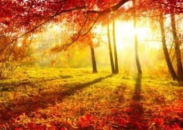 depositphotos_20364109-stock-photo-autumnal-park-autumn-trees-and